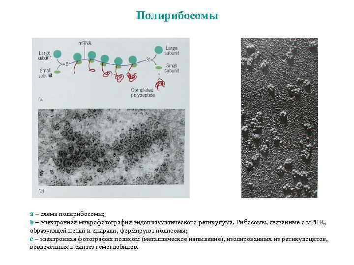 Полирибосомы a – схема полирибосомы; b – электронная микрофотография эндоплазматического ретикулума. Рибосомы, связанные с