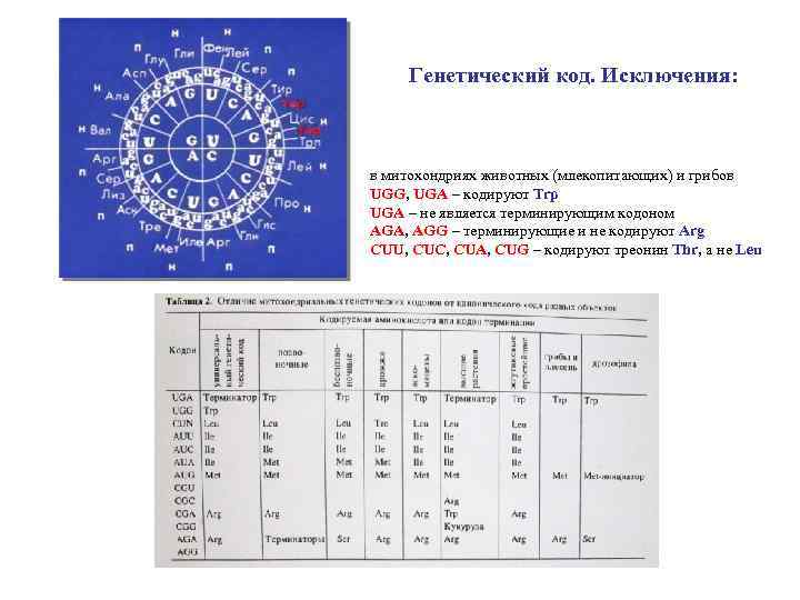 Генетический код. Исключения: в митохондриях животных (млекопитающих) и грибов UGG, UGA – кодируют Trp