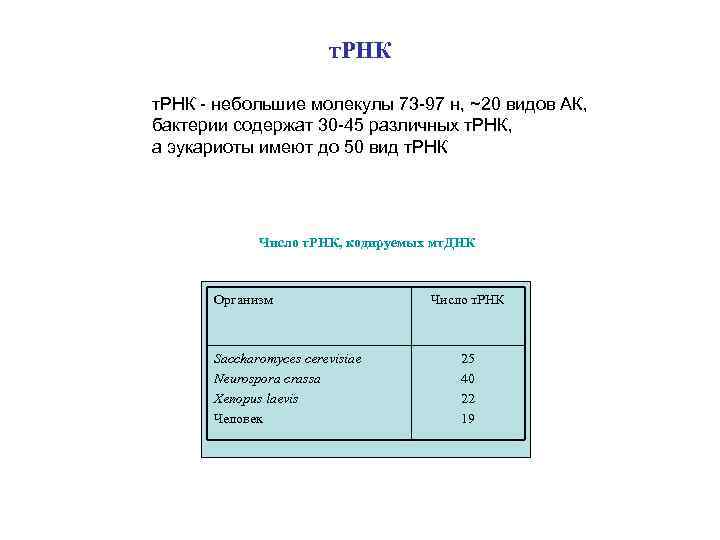 т. РНК - небольшие молекулы 73 -97 н, ~20 видов АК, бактерии содержат 30