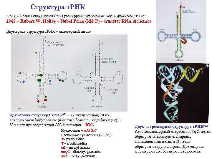 Структура т. РНК 1965 г. - Robert Holley (Cornell Univ. ) расшифровал последовательность дрожжевой