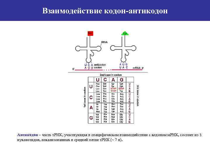 Взаимодействие кодон-антикодон Антикодон – часть т. РНК, участвующая в специфическом взаимодействии с кодоном м.