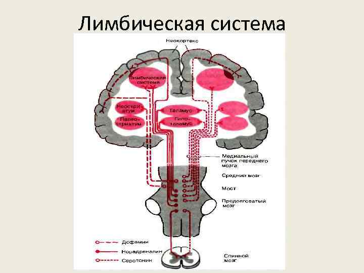 Лимбическая система 