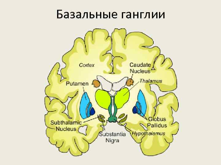 Базальные ганглии 