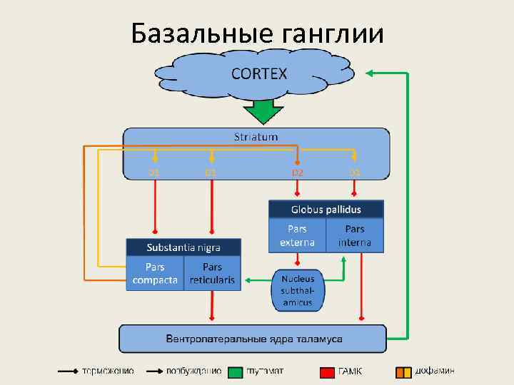 Базальные ганглии 