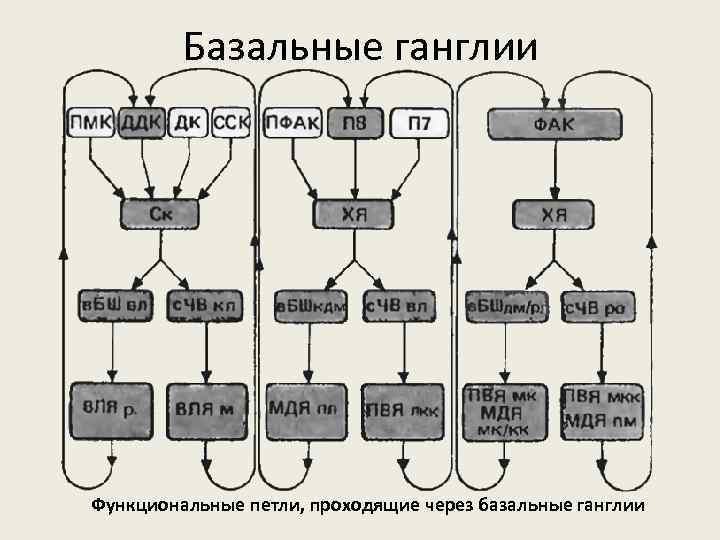 Базальные ганглии Функциональные петли, проходящие через базальные ганглии 