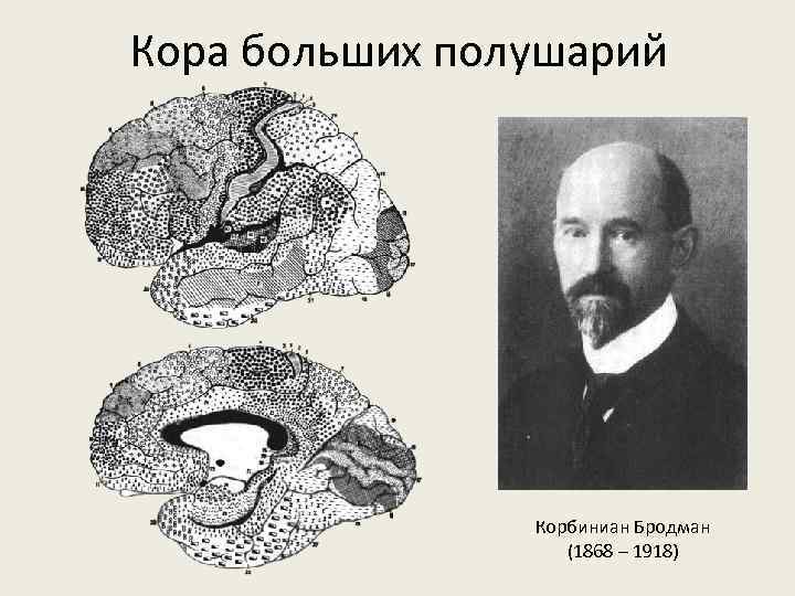 Кора больших полушарий Корбиниан Бродман (1868 – 1918) 