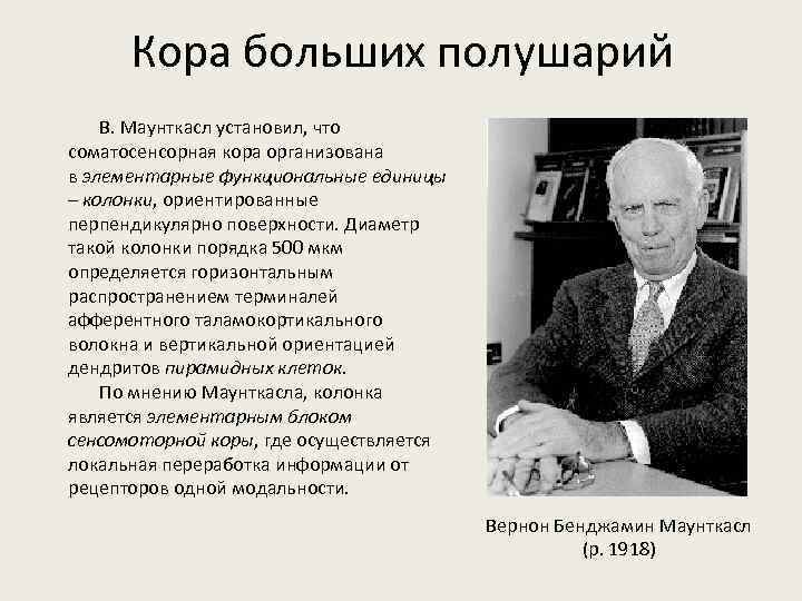 Кора больших полушарий В. Маунткасл установил, что соматосенсорная кора организована в элементарные функциональные единицы