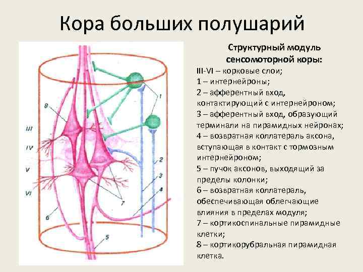 Кора больших полушарий Структурный модуль сенсомоторной коры: III-VI – корковые слои; 1 – интернейроны;