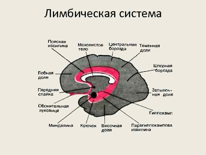 Схема лимбической системы