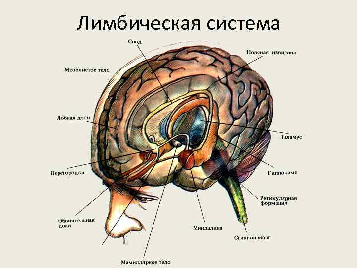 Лимбическая система картинки