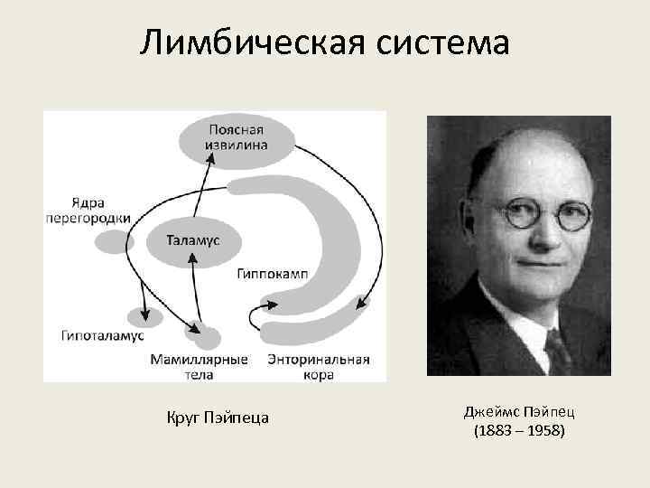 Лимбическая система Круг Пэйпеца Джеймс Пэйпец (1883 – 1958) 