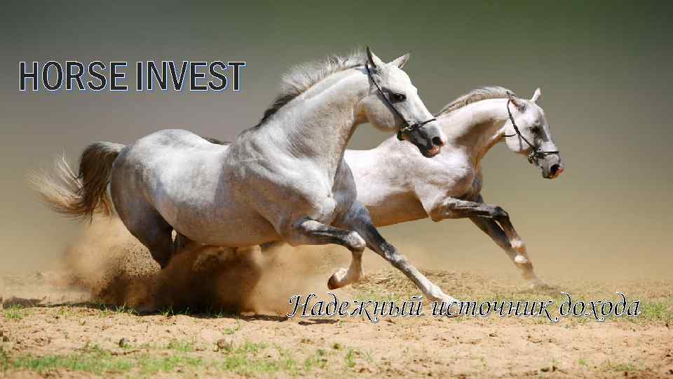 HORSE INVEST Надежный источник дохода 