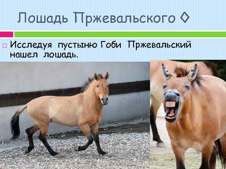 Лошадь Пржевальского ◊ Исследуя пустыню Гоби Пржевальский нашел лошадь. 