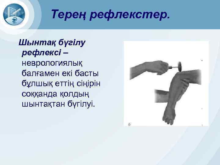 Терең рефлекстер. Шынтақ бүгілу рефлексі – неврологиялық балғамен екі басты бұлшық еттің сіңірін соққанда