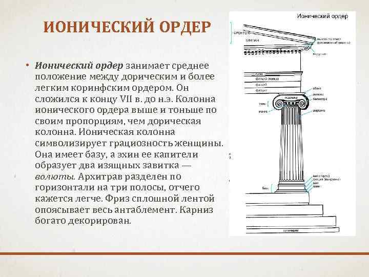 ИОНИЧЕСКИЙ ОРДЕР • Ионический ордер занимает среднее положение между дорическим и более легким коринфским