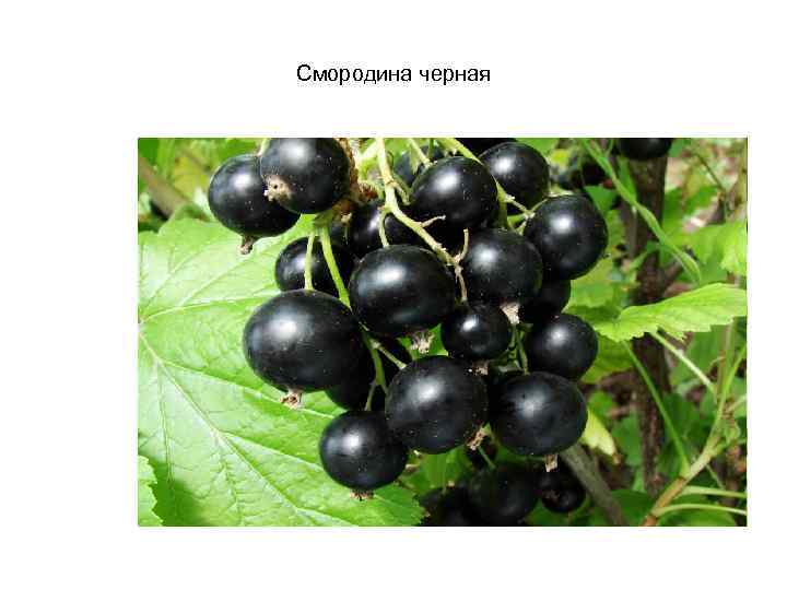Смородина черная 