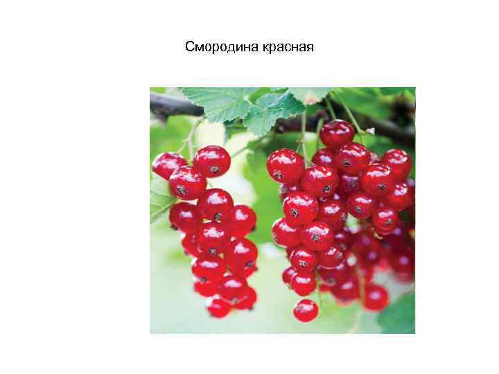 Смородина красная 