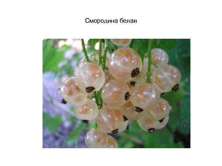 Смородина белая 