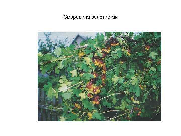 Смородина золотистая 