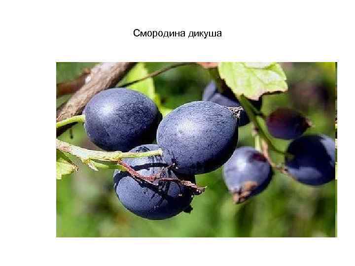 Смородина дикуша 