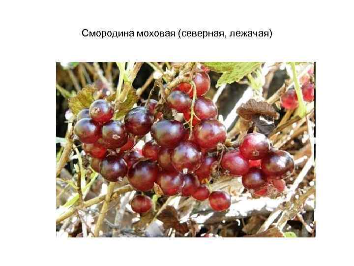 Смородина моховая (северная, лежачая) 