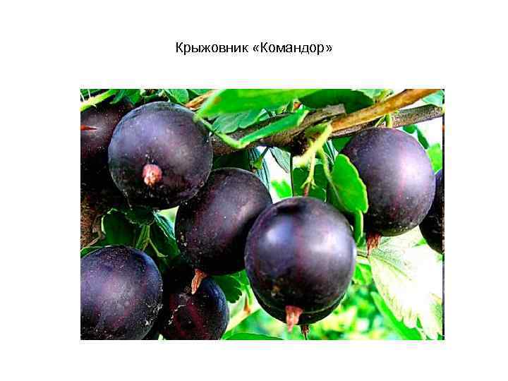 Крыжовник «Командор» 