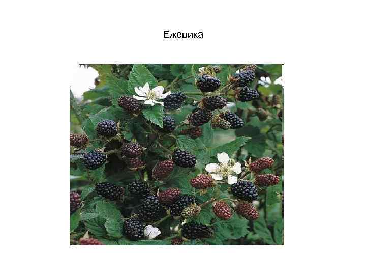 Ежевика 