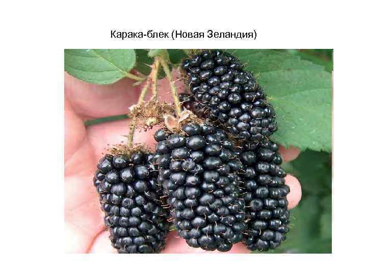 Карака-блек (Новая Зеландия) 