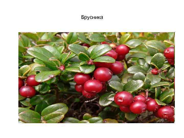 Брусника 