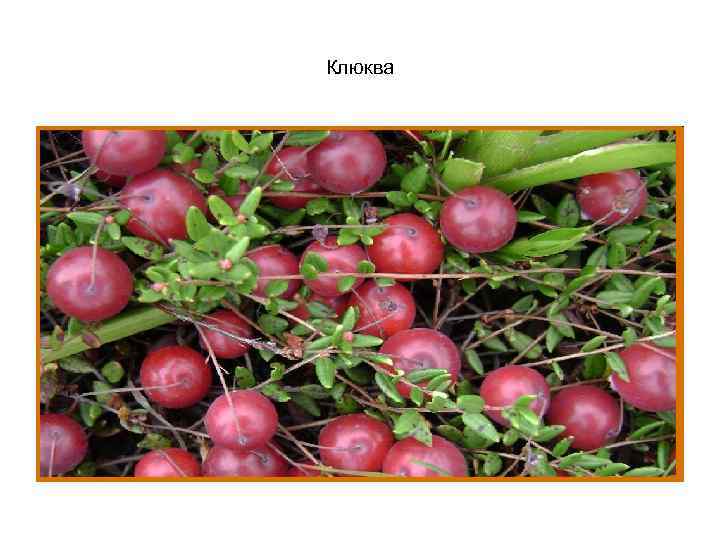 Клюква 