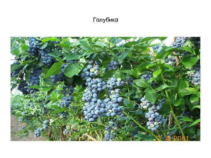 Голубика 