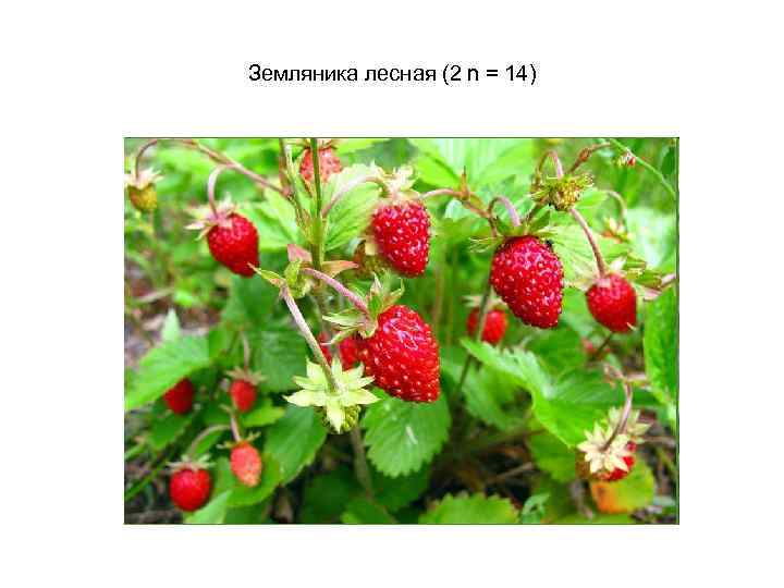 Земляника лесная (2 n = 14) 