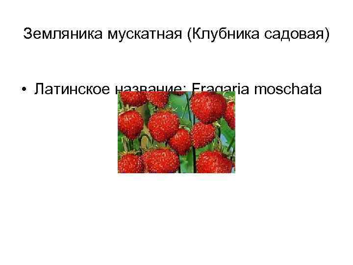 Земляника мускатная (Клубника садовая) • Латинское название: Fragaria moschata 