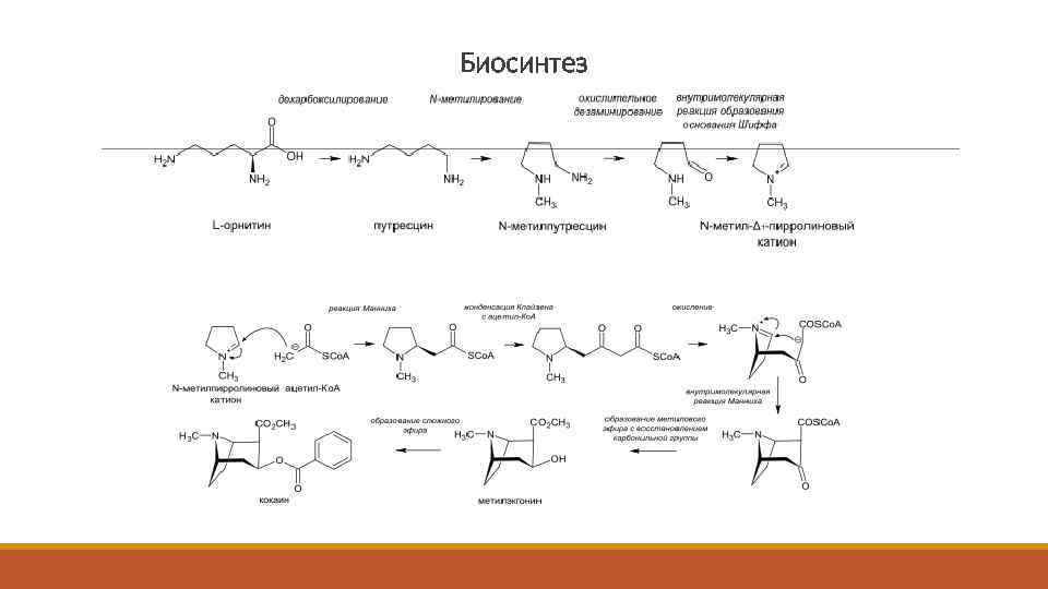 Биосинтез 