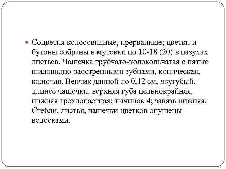  Соцветия колосовидные, прерванные; цветки и бутоны собраны в мутовки по 10 -18 (20)