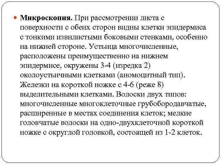  Микроскопия. При рассмотрении листа с поверхности с обеих сторон видны клетки эпидермиса с