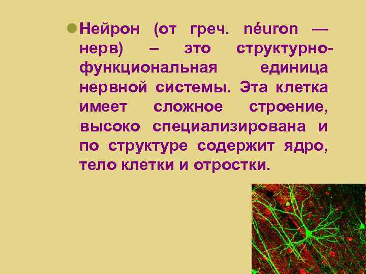  Нейрон (от греч. néuron — нерв) – это структурнофункциональная единица нервной системы. Эта