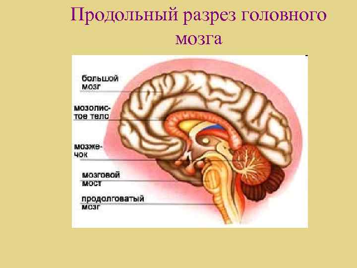 Продольный разрез головного мозга 