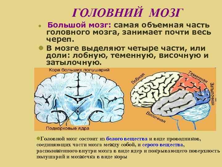 ГОЛОВНИЙ МОЗГ Большой мозг: самая объемная часть головного мозга, занимает почти весь череп. В