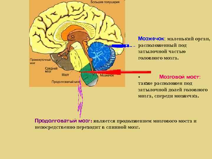 Мозг находится в голове