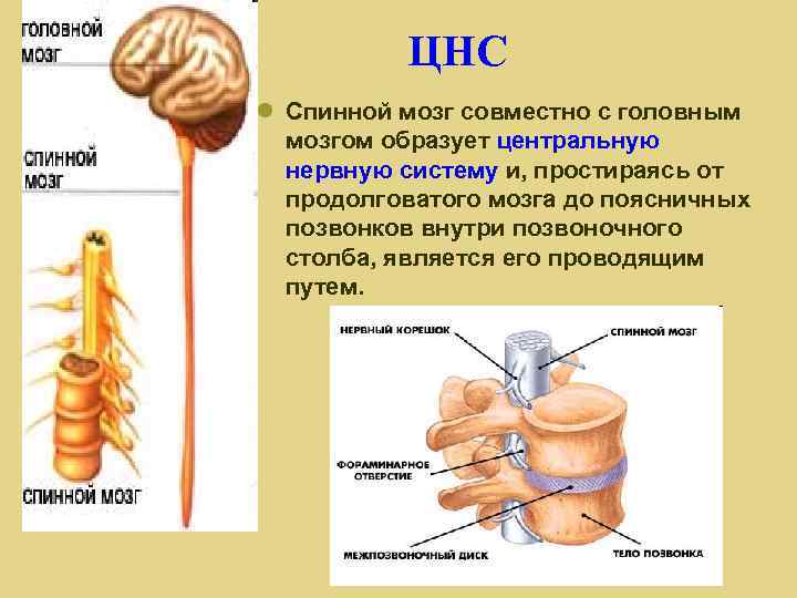 ЦНС Спинной мозг совместно с головным мозгом образует центральную нервную систему и, простираясь от