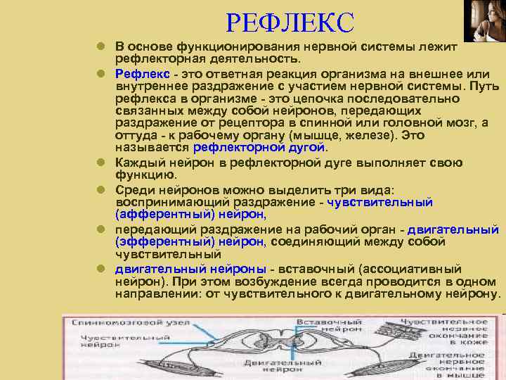 РЕФЛЕКС В основе функционирования нервной системы лежит рефлекторная деятельность. Рефлекс - это ответная реакция