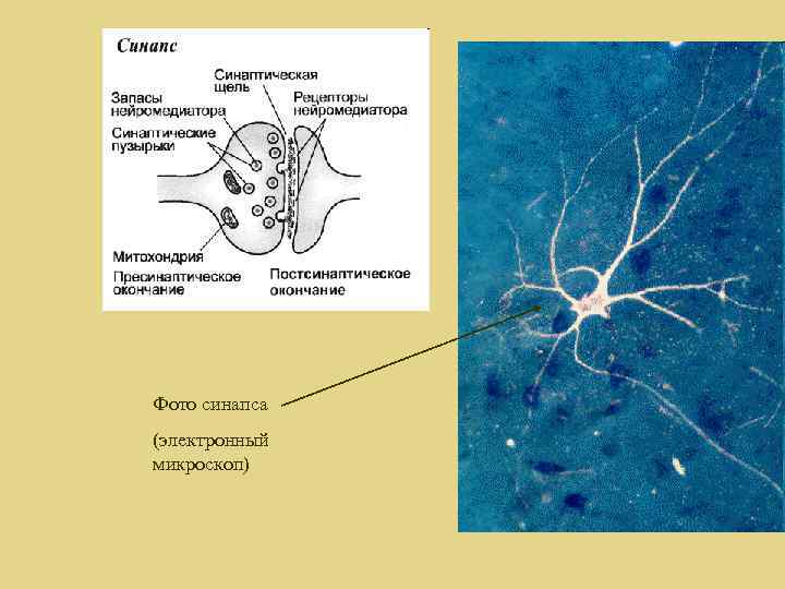 Фото синапса (электронный микроскоп) 