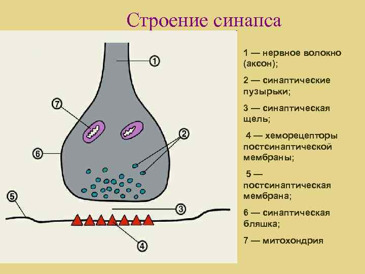 Строение синапса 1 — нервное волокно (аксон); 2 — синаптические пузырьки; 3 — синаптическая