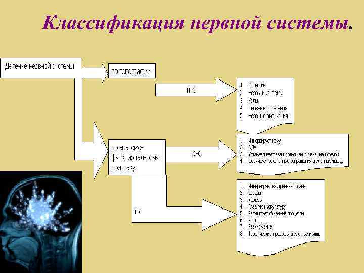 Классификация нервной системы. 