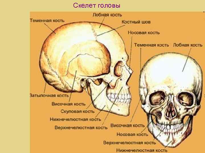 Устройство головы человека фото с описанием костей и органов