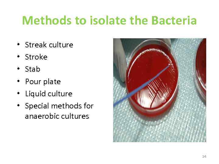 Methods to isolate the Bacteria • • • Streak culture Stroke Stab Pour plate