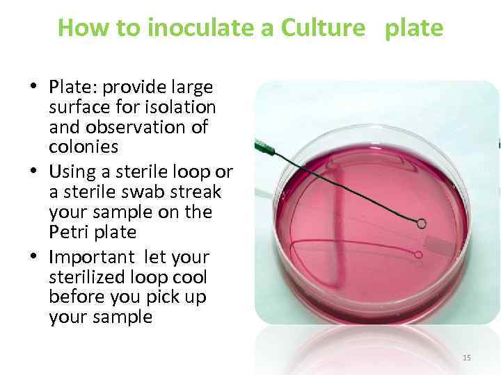How to inoculate a Culture plate • Plate: provide large surface for isolation and