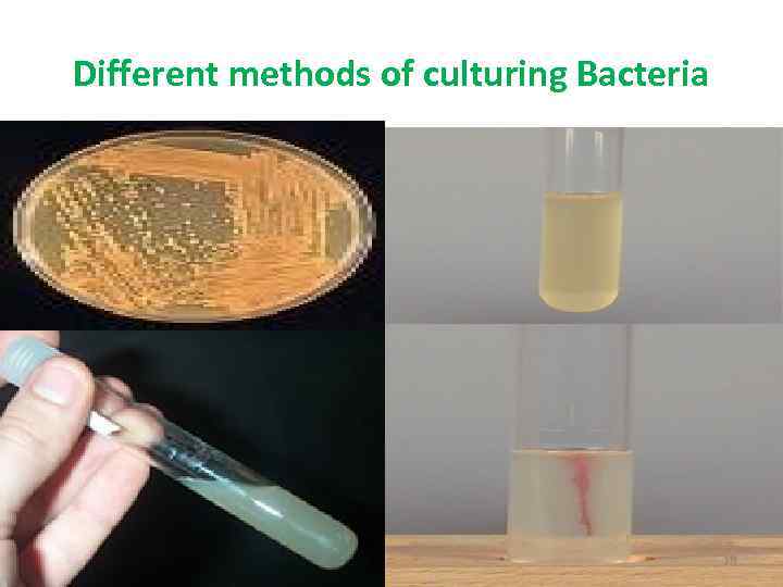 Different methods of culturing Bacteria 16 