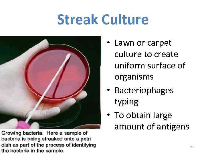 Streak Culture • Lawn or carpet culture to create uniform surface of organisms •